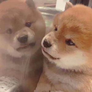 欧美大黑吊掌交
